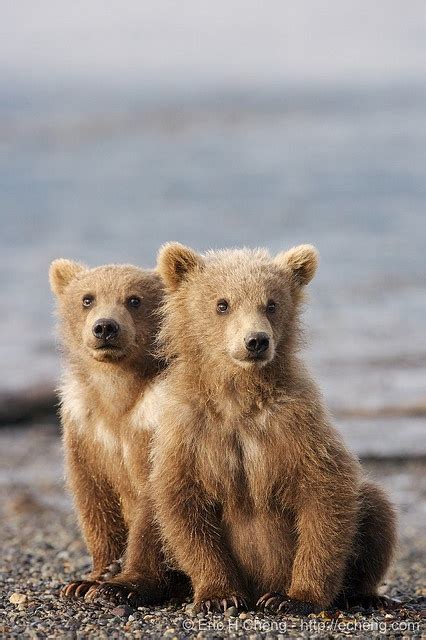 Kodiak bear spring cubs, Hallo Bay, Alaska | Bear, Kodiak bear, Brown bear