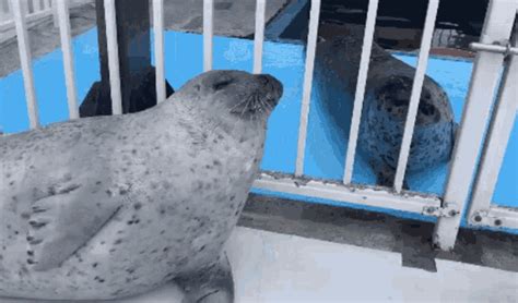 Seal Clapping GIF - Seal Clapping Animals - Discover & Share GIFs