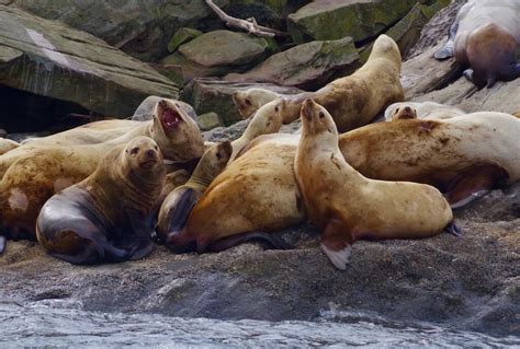 Steller Sea Lion Habitat - Daune Eolande