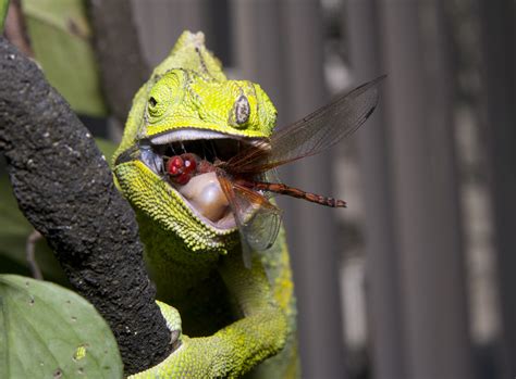 The Chameleon Farm: Beginners Guide to Feeding Chameleons