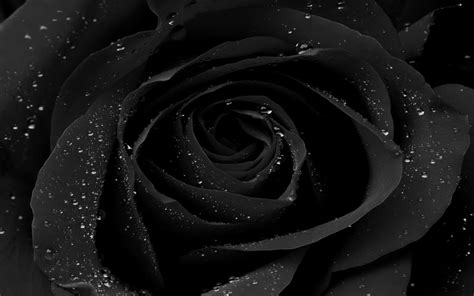 Black Roses Desktop Wallpapers - Wallpaper Cave