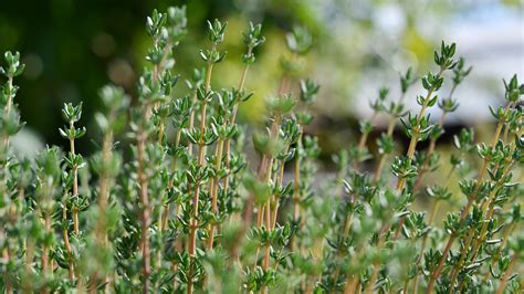 11 Varieties Of Thyme, Explained