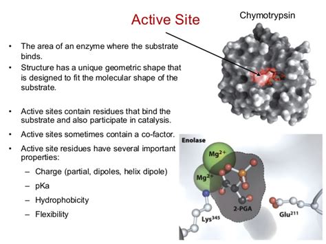 Substrate | Definition , Biochemsitry & Examples