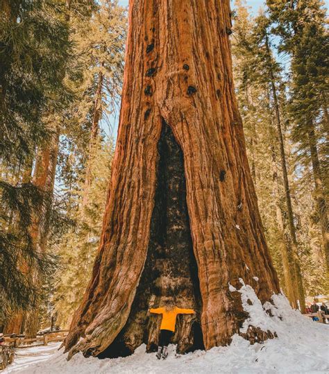 Sequoia National Park (California) - Travel Guide for Winter