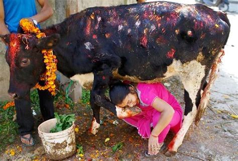 Nepal - National animal - Cow