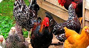 400 Local Chicken up for Sale in Uganda Africa