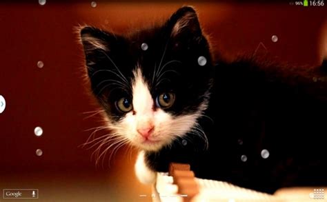 3d Cute Cat Live Wallpaper - Cute Cat Live Wallpaper Download ...