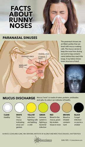 What Your Snot Says About You (Infographic) | Mucus color, Mucus, Sinusitis