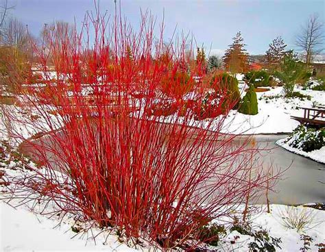 Emerald Green Arborvitae | Red twig dogwood, Dogwood shrub, Twig dogwood