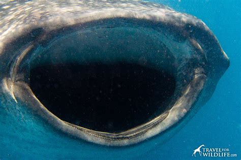 Do Whale Sharks Have Teeth? – Travel For Wildlife