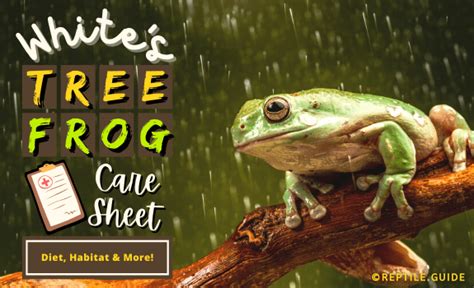 White's Tree Frog Care Sheet: Diet, Habitat, & More