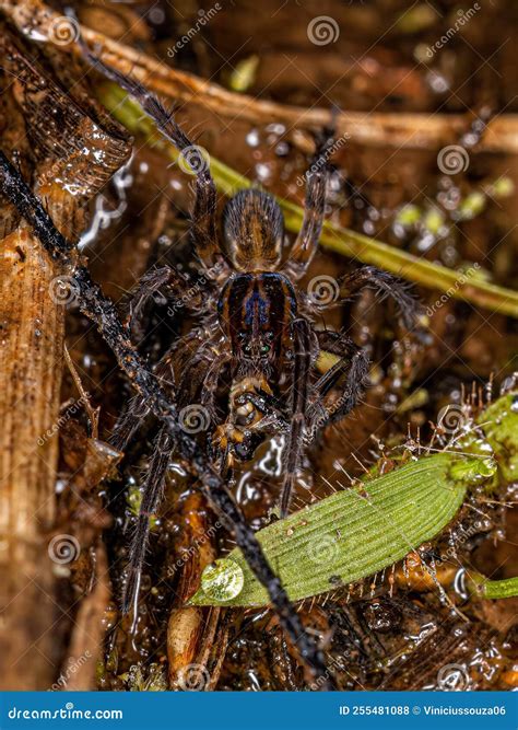 Small Wolf Spider stock photo. Image of wolfspider, brown - 255481088