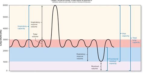 Lab 5 - Spirometry Graph Labeled Diagram | Quizlet