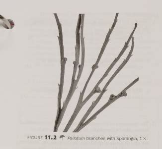 figure 11.2 psilotum branches with sporangia Diagram | Quizlet