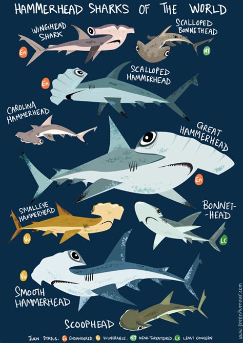 Hammerhead Sharks Of The World | Shark, Shark facts, Hammerhead shark