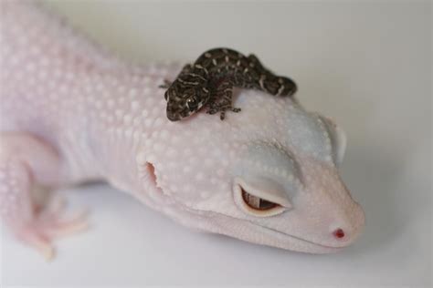 love geckos | Baby lizards, Leopard gecko cute, Animals