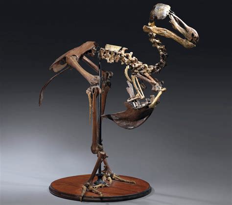 Sold: A Nearly Complete Skeleton of a Dodo - Atlas Obscura