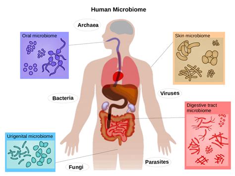 The human microbiome | Summary