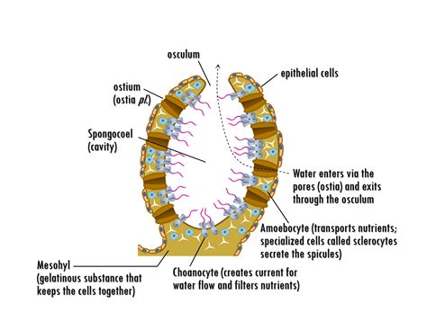 Sponge Anatomy - Anatomical Charts & Posters