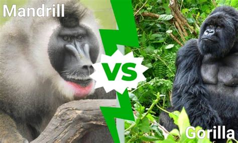 Mandrill vs Gorilla: Who Would Win A Fight?