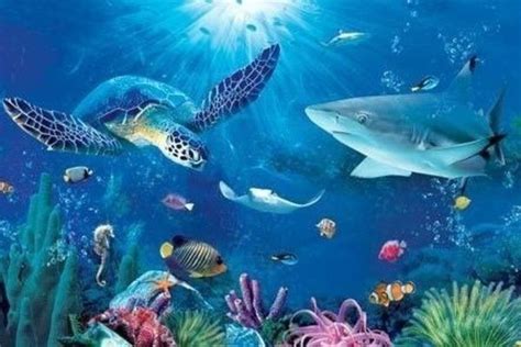 Can You Name All These Sea Animals? | Ocean animals pictures, Sea ...