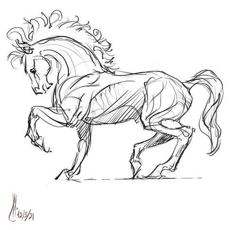 Horse Anatomy Sketch