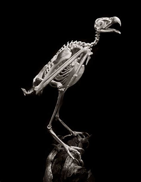 250+ Skeleton Of A Hawk Stock Photos, Pictures & Royalty-Free Images ...