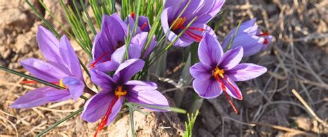 Iranian Saffron Farm Tour - Iran Saffron Tour - SURFIRAN