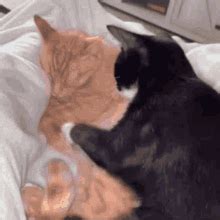 Cute Cat Hug Gif