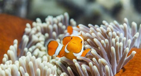 ‘The Great 8’ Animals of the Great Barrier Reef - Great Barrier Reef ...