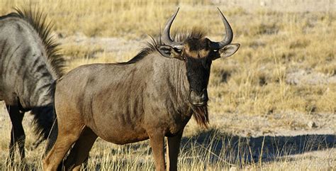 Animal Guide: Blue Wildebeest | Nature | PBS