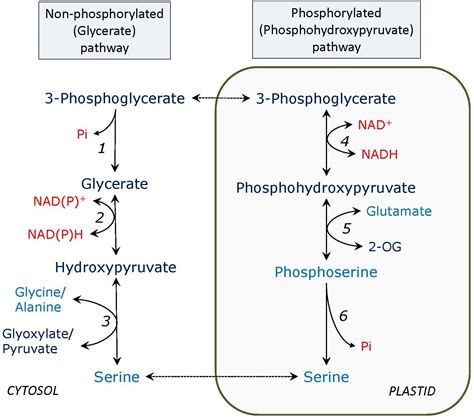 Frontiers | The Glycerate and Phosphorylated Pathways of Serine ...