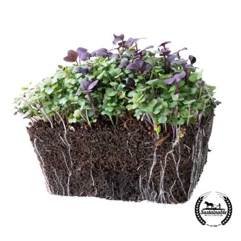 Organic Superfood Microgreens Seed Mix | True Leaf Market Seed Company