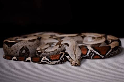 The Ultimate Boa Constrictor Care Guide | ReptiFiles