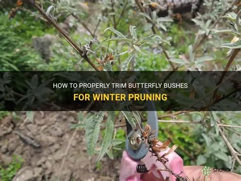 How To Properly Trim Butterfly Bushes For Winter Pruning | ShunCy