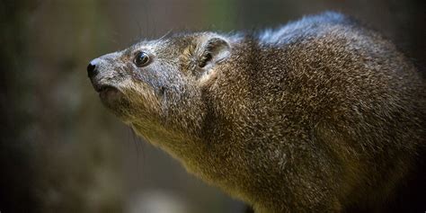 Rock hyrax | Smithsonian's National Zoo and Conservation Biology Institute