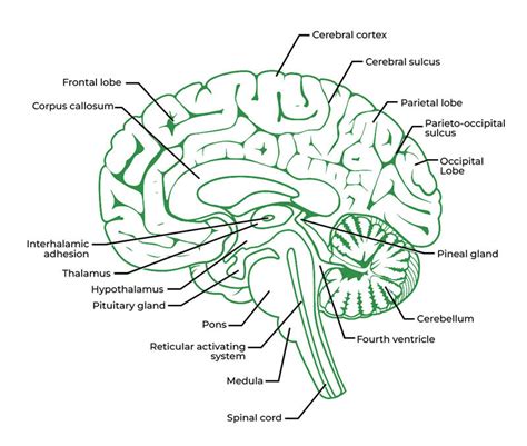 Human Brain - Facts, Functions, Anatomy - GeeksforGeeks