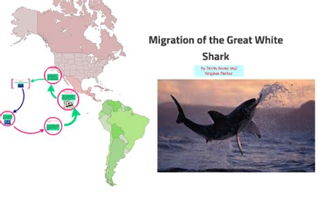 Great White Shark Migration Map