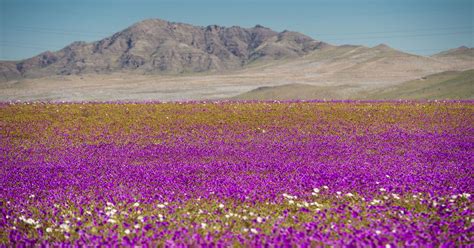 The World's Driest Desert Blooms With Hundreds Of Flowers After Rare ...