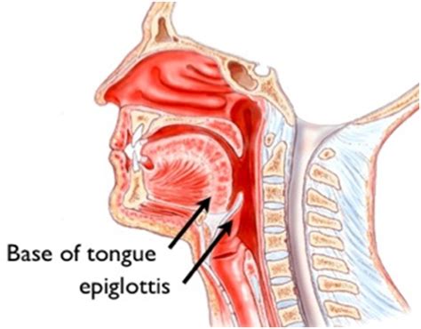 Epiglottis Function in Digestive and Respiratory Systems