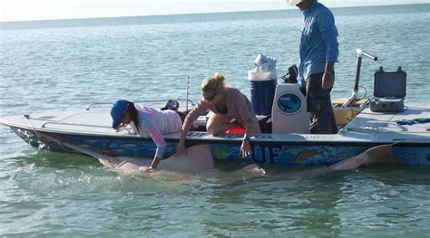 Conservation + Research – Sawfish Conservation & Research