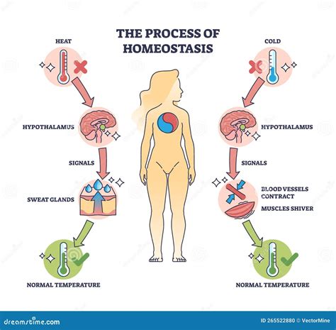 Process of Homeostasis As Human Body Temperature Regulation Outline ...