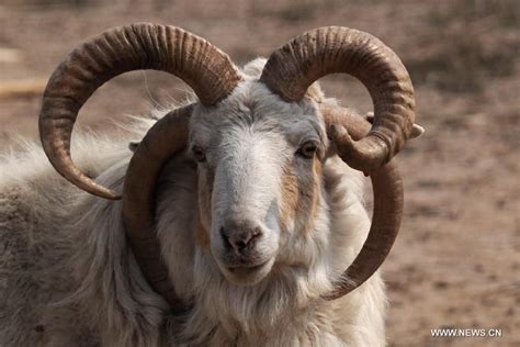 jacob sheep | Goats, Goat horns, Animals wild