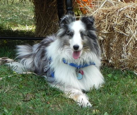 Adoptions – Indiana Sheltie Rescue