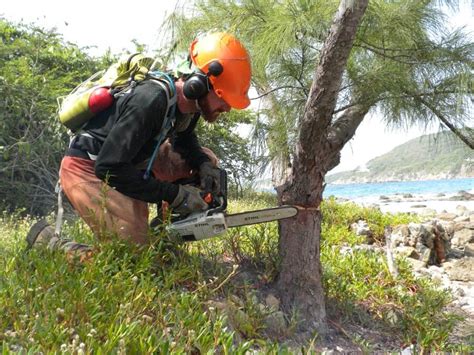 Invasive Plant Management Plan & Programs | Invasive Species Control ...