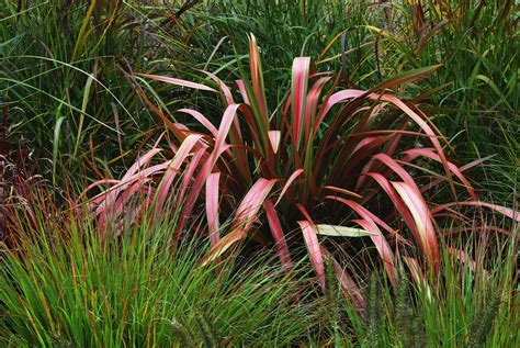 The Best Ornamental Grasses for Fall Color