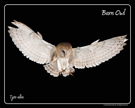 Barn Owl Flying Framed Print - Northwood Falconry