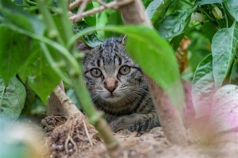 Cat Hiding in a Vegetable Garden Stock Image - Image of animals, ground ...