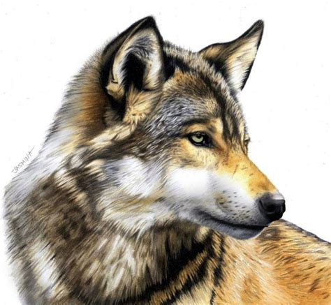 Colored Pencil Drawing of a Wolf by JasminaSusak on @DeviantArt ...