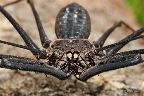 Amblypygi by Bruno Garcia Alvares / 500px